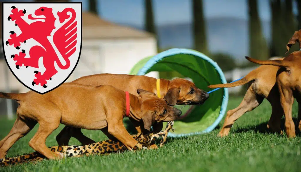 Rhodesian Ridgeback Züchter mit Welpen Braunschweig, Niedersachsen