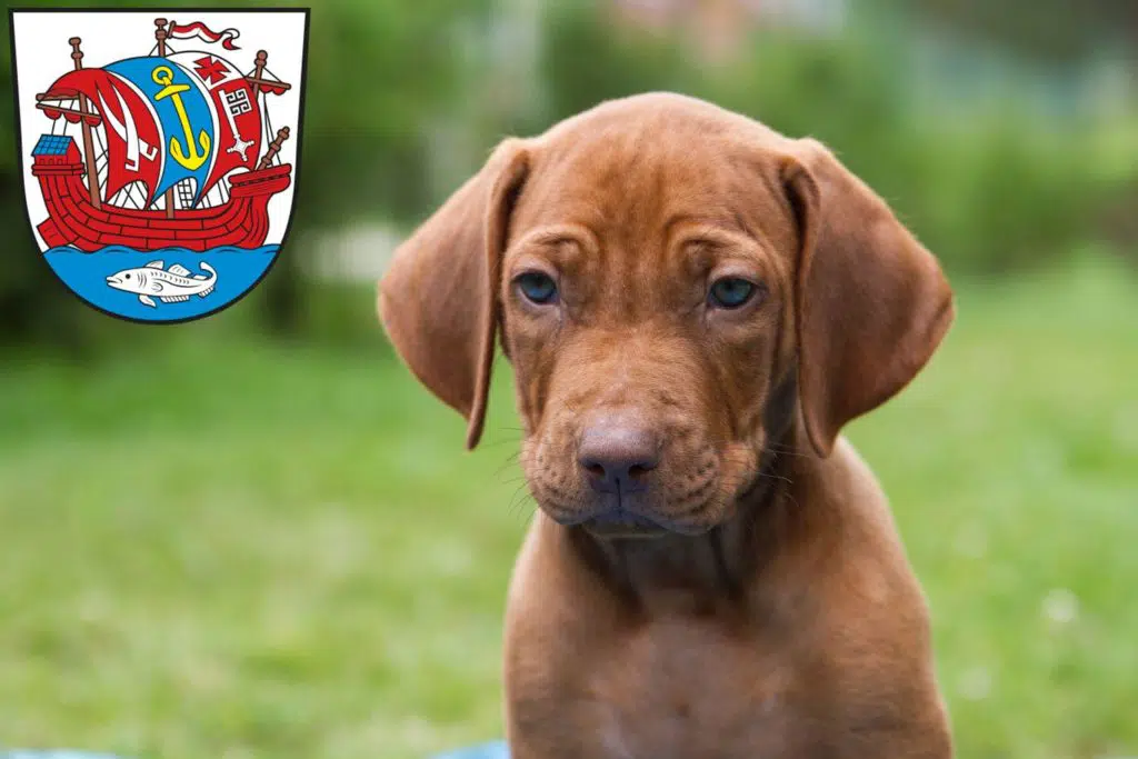 Rhodesian Ridgeback Züchter mit Welpen Bremerhaven, Bremen