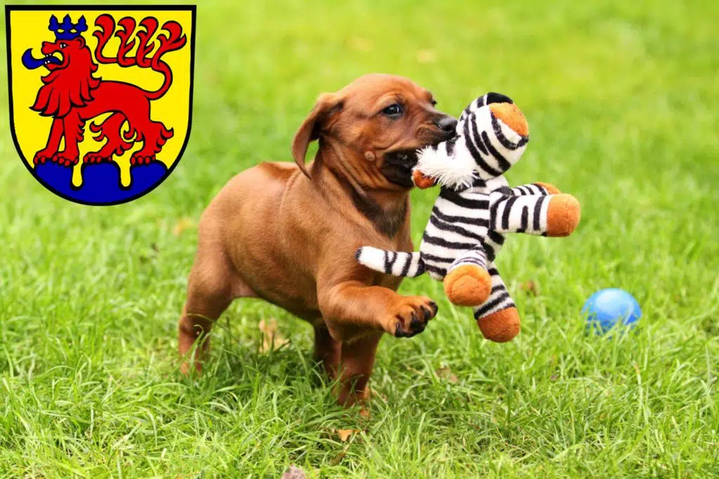 Rhodesian Ridgeback Züchter mit Welpen Calw, Baden-Württemberg