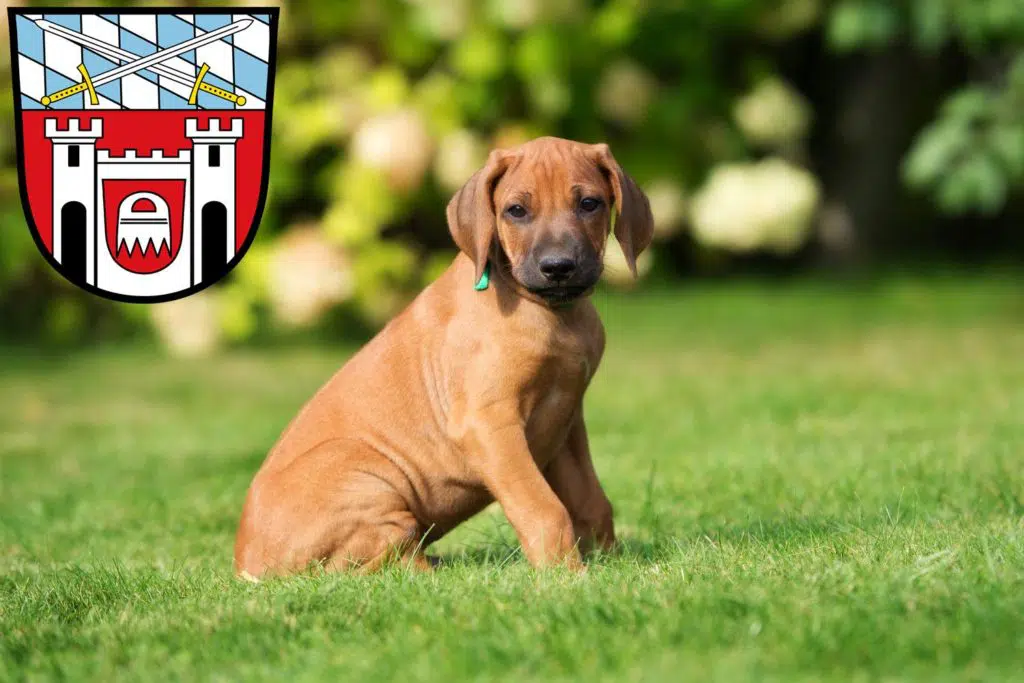 Rhodesian Ridgeback Züchter mit Welpen Cham (Oberpfalz), Bayern