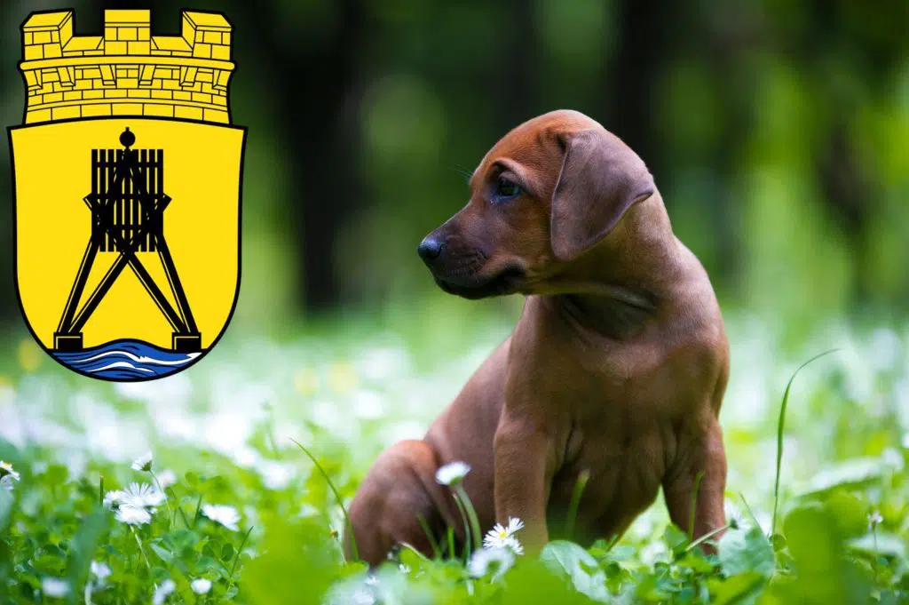 Rhodesian Ridgeback Züchter mit Welpen Cuxhaven, Niedersachsen