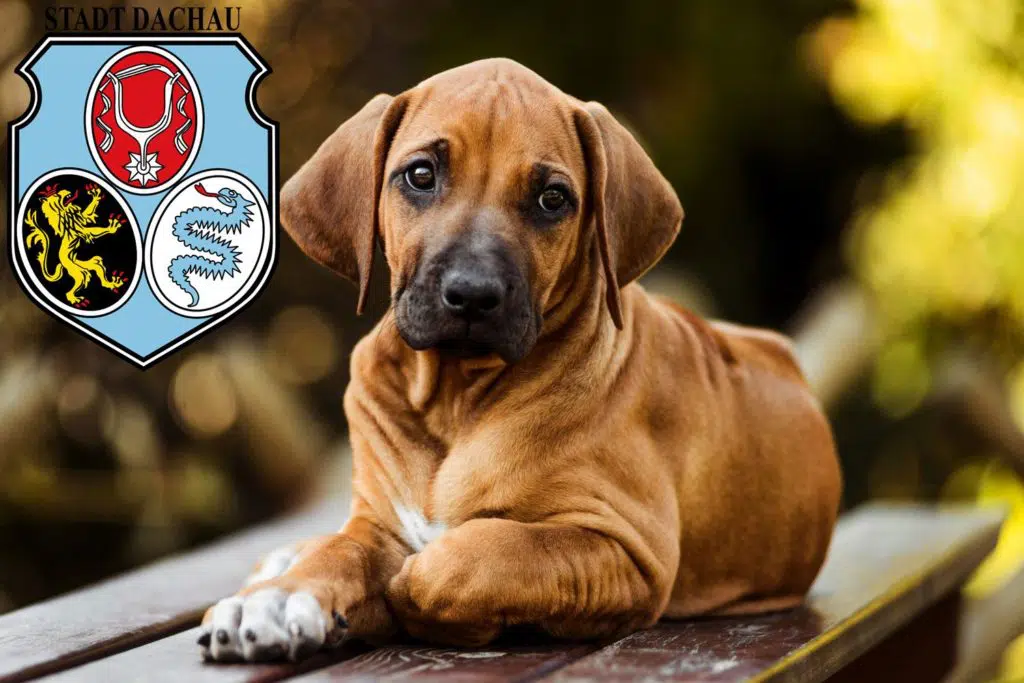 Rhodesian Ridgeback Züchter mit Welpen Dachau, Bayern