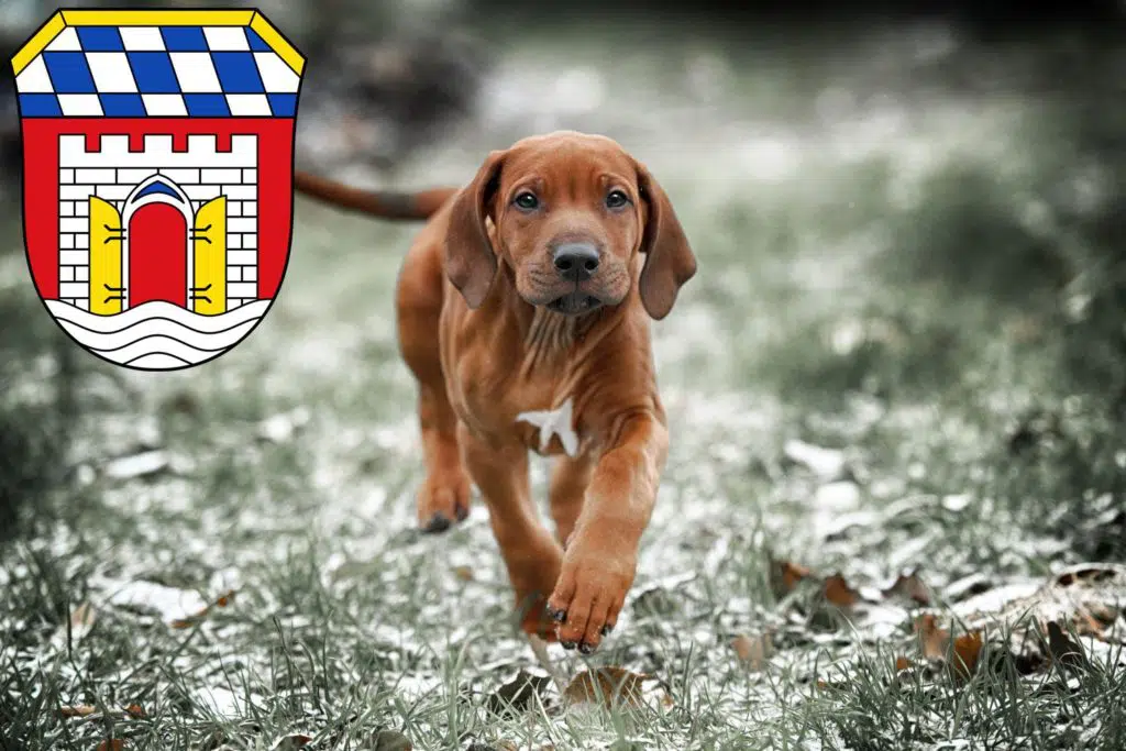 Rhodesian Ridgeback Züchter mit Welpen Deggendorf, Bayern