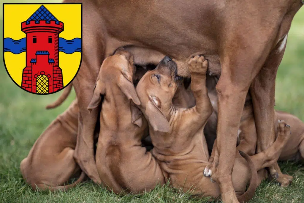 Rhodesian Ridgeback Züchter mit Welpen Delmenhorst, Niedersachsen