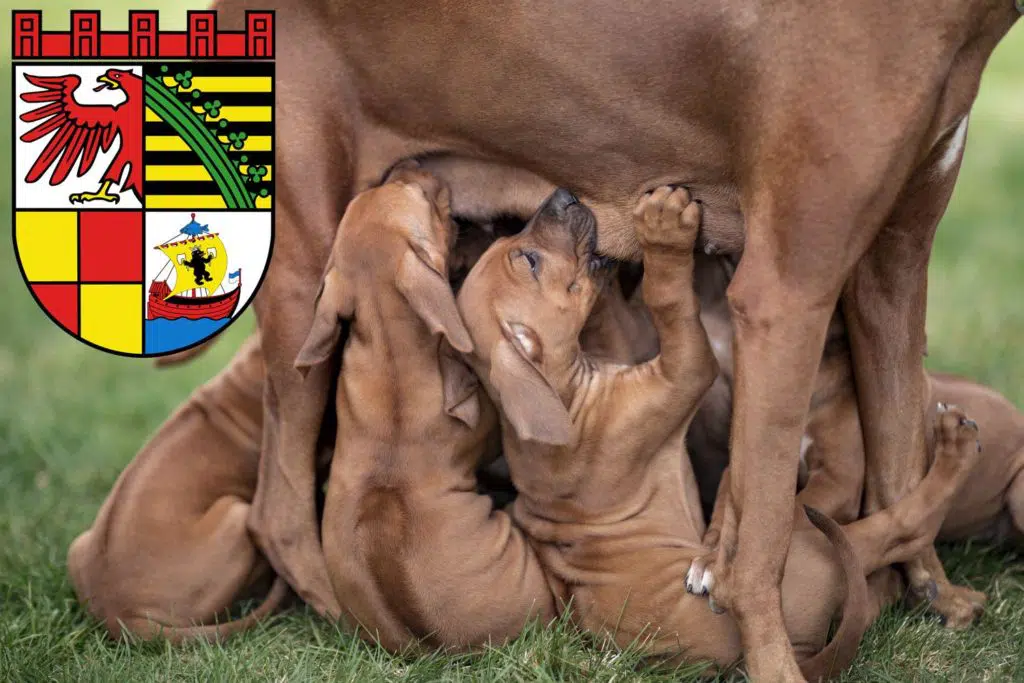 Rhodesian Ridgeback Züchter mit Welpen Dessau-Roßlau, Sachsen-Anhalt