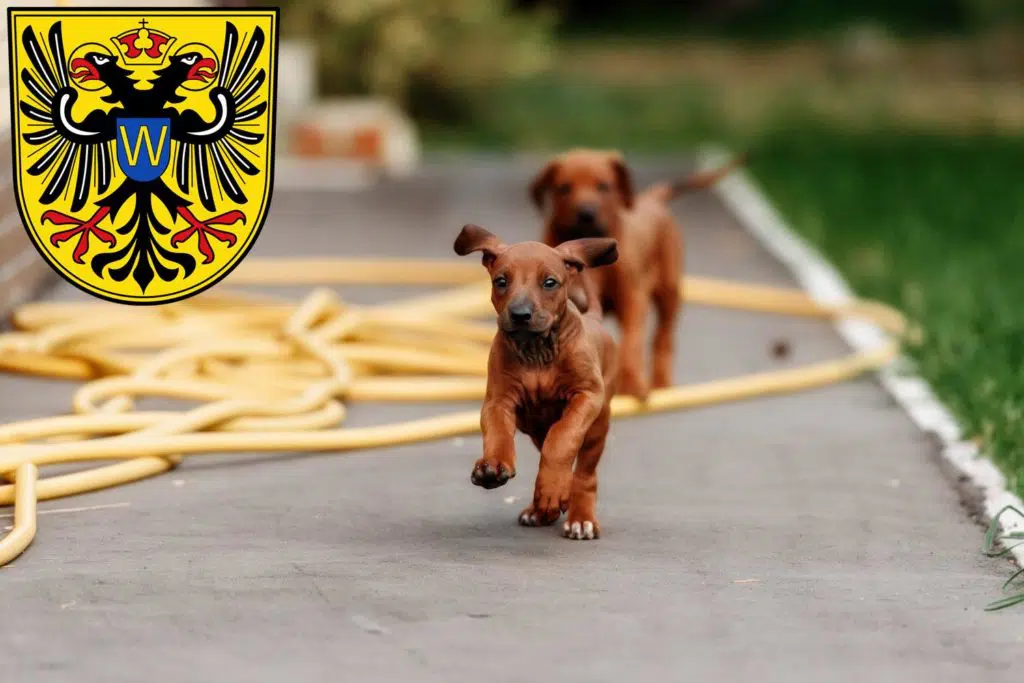 Rhodesian Ridgeback Züchter mit Welpen Donauwörth, Bayern