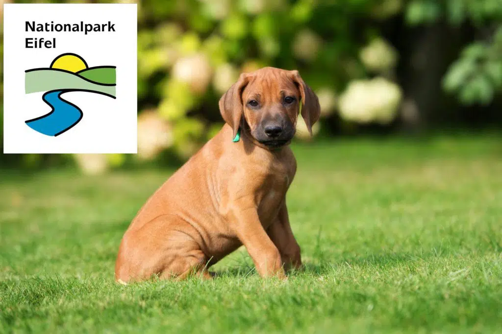 Rhodesian Ridgeback Züchter mit Welpen Eifel, Rheinland-Pfalz