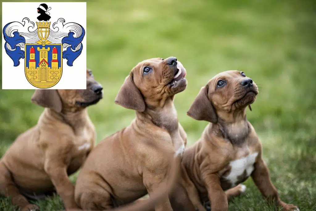 Rhodesian Ridgeback Züchter mit Welpen Eisenberg (Thüringen), Thüringen