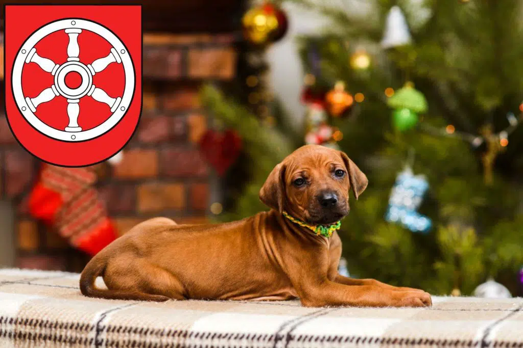 Rhodesian Ridgeback Züchter mit Welpen Erfurt, Thüringen
