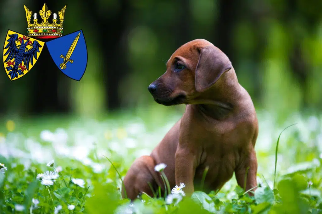 Rhodesian Ridgeback Züchter mit Welpen Essen, Nordrhein-Westfalen