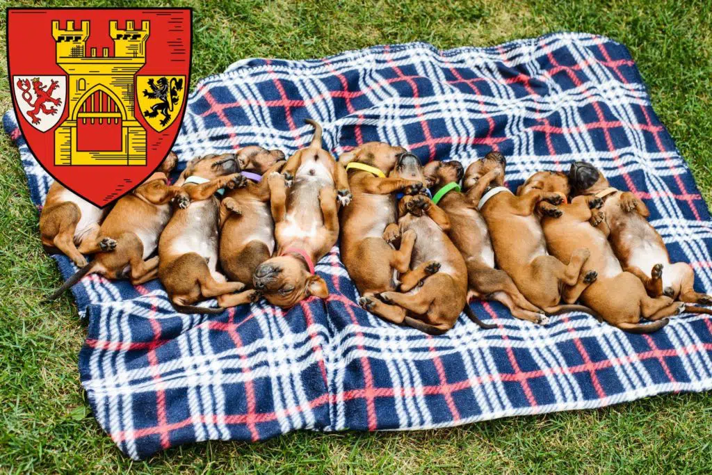 Rhodesian Ridgeback Züchter mit Welpen Euskirchen, Nordrhein-Westfalen