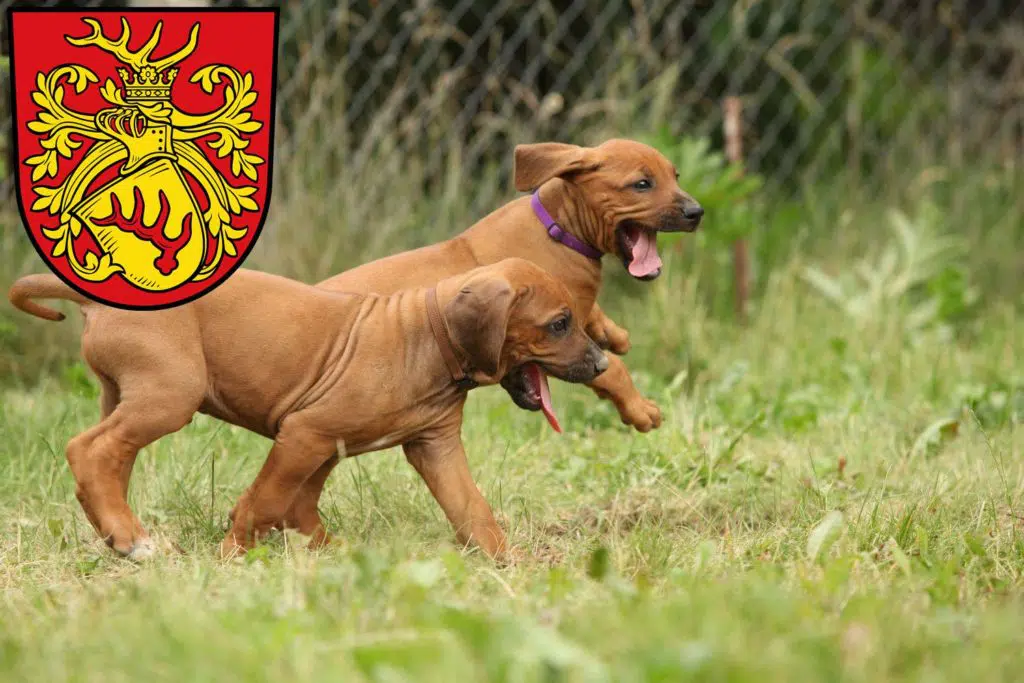Rhodesian Ridgeback Züchter mit Welpen Forst (Lausitz), Brandenburg