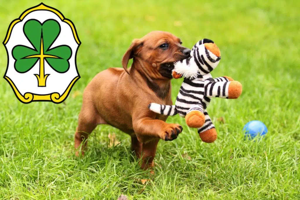 Rhodesian Ridgeback Züchter mit Welpen Fürth, Bayern