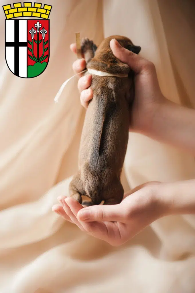 Rhodesian Ridgeback Züchter mit Welpen Fulda, Hessen