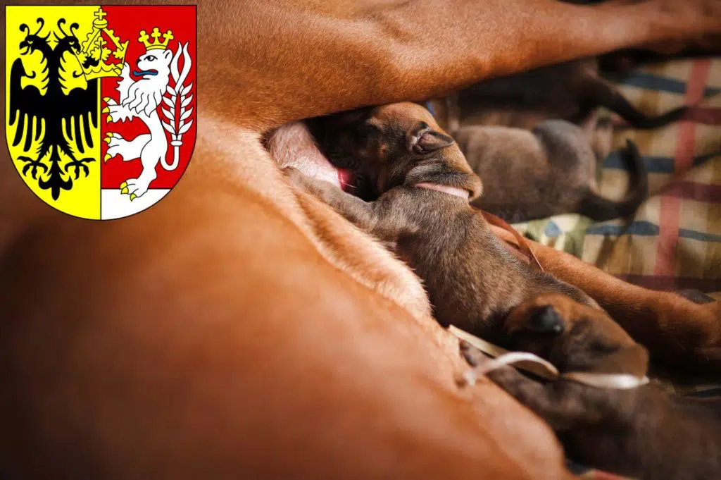 Rhodesian Ridgeback Züchter mit Welpen Görlitz, Sachsen