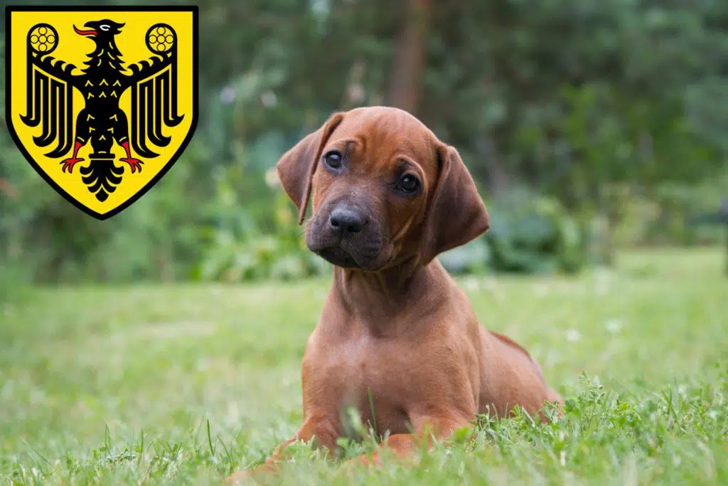 Rhodesian Ridgeback Züchter mit Welpen Goslar, Niedersachsen