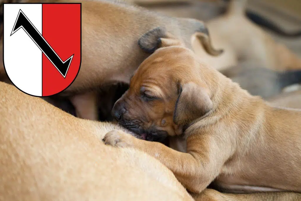 Rhodesian Ridgeback Züchter mit Welpen Halberstadt, Sachsen-Anhalt