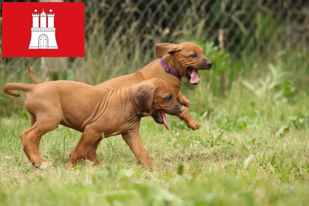 Rhodesian Ridgeback Züchter mit Welpen Hamburg, Hamburg