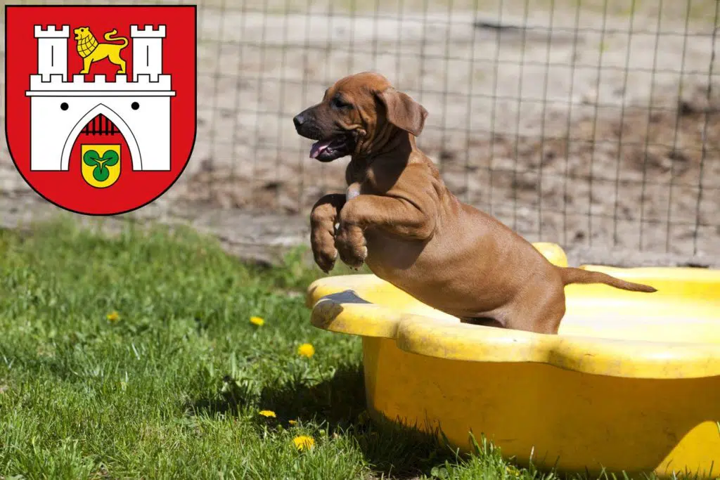 Rhodesian Ridgeback Züchter mit Welpen Hannover, Niedersachsen