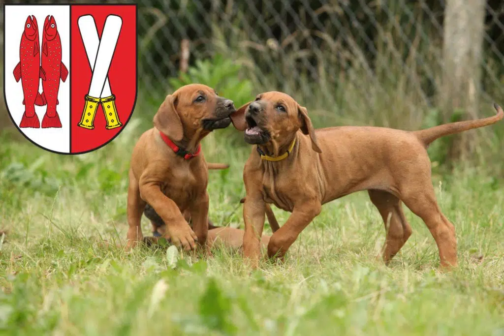 Rhodesian Ridgeback Züchter mit Welpen Harz, Sachsen-Anhalt