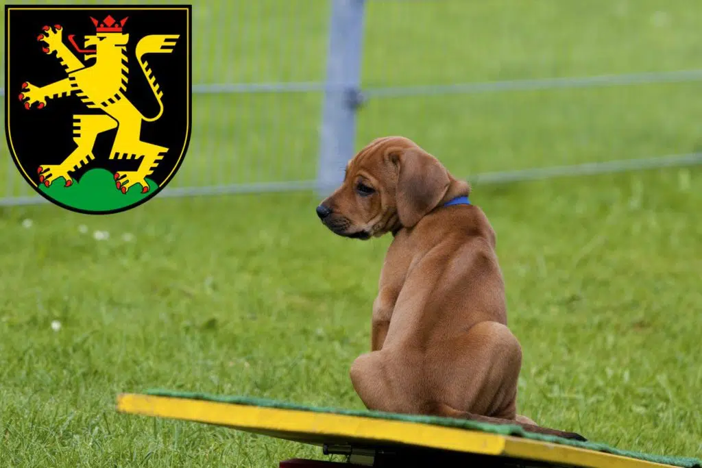 Rhodesian Ridgeback Züchter mit Welpen Heidelberg, Baden-Württemberg