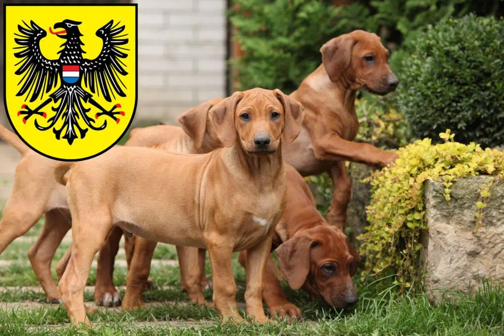 Rhodesian Ridgeback Züchter mit Welpen Heilbronn, Baden-Württemberg