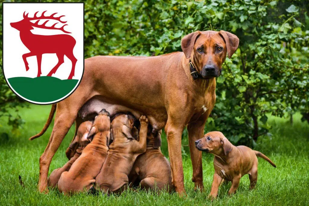 Rhodesian Ridgeback Züchter mit Welpen Herzberg (Elster), Brandenburg