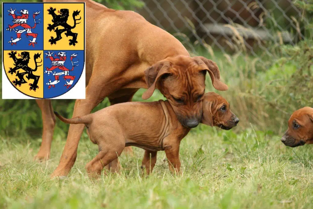 Rhodesian Ridgeback Züchter mit Welpen Hildburghausen, Thüringen