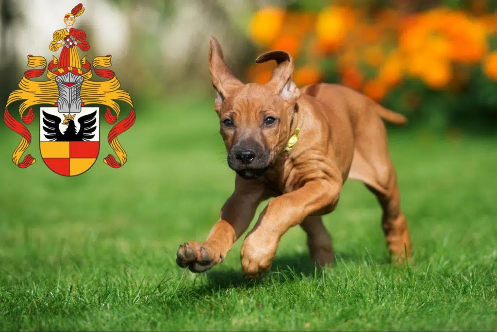 Rhodesian Ridgeback Züchter mit Welpen Hildesheim, Niedersachsen