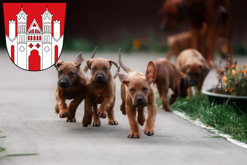 Rhodesian Ridgeback Züchter mit Welpen Höxter, Nordrhein-Westfalen