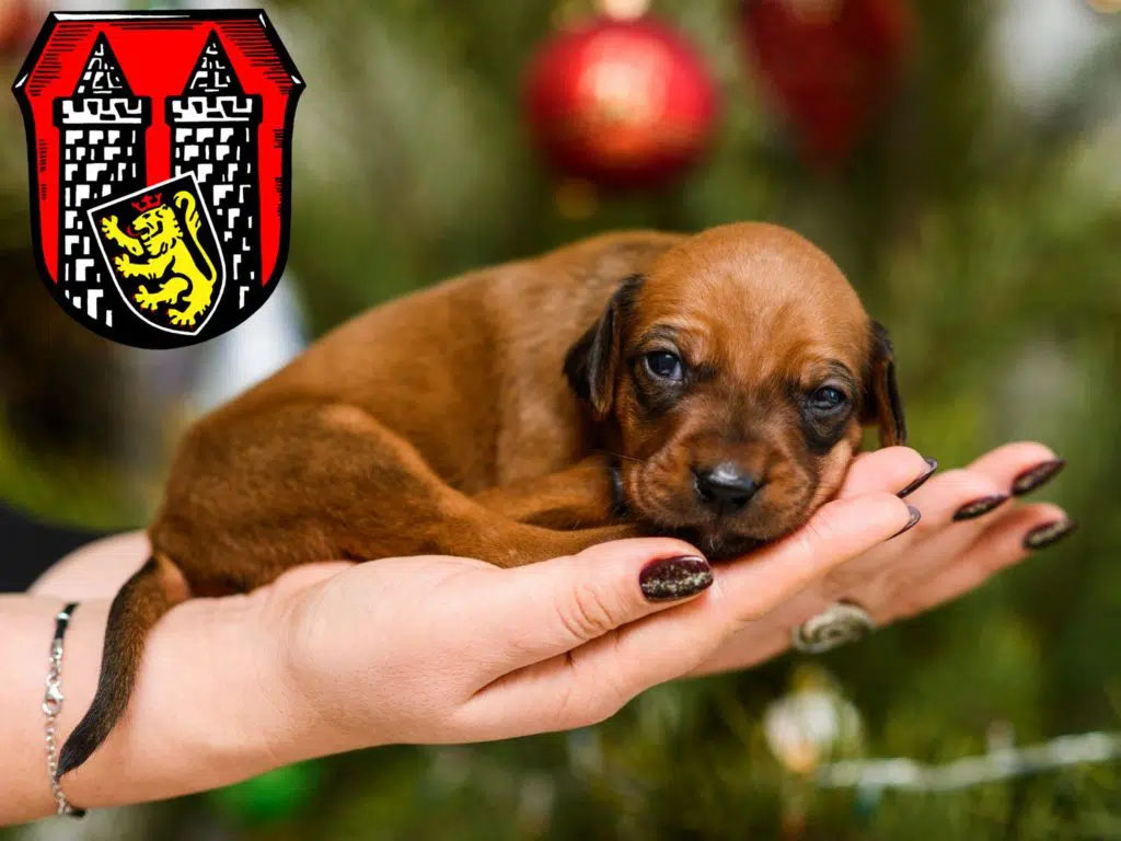 Rhodesian Ridgeback Züchter mit Welpen Hof (Saale), Bayern