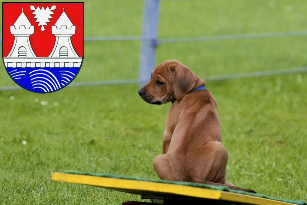 Rhodesian Ridgeback Züchter mit Welpen Itzehoe, Schleswig-Holstein