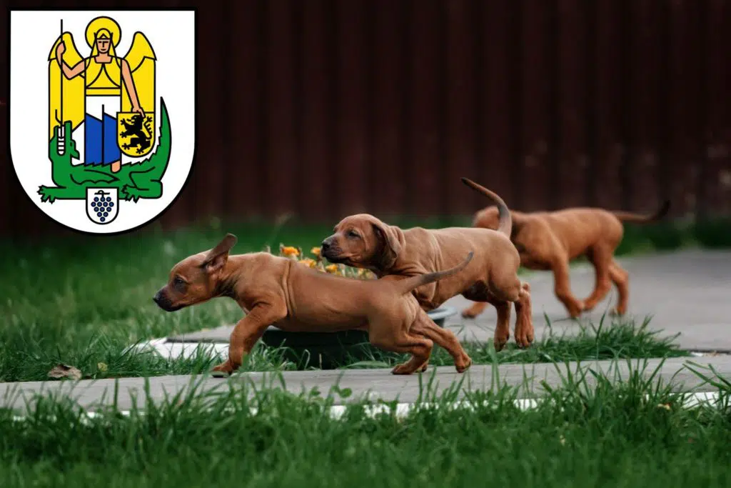 Rhodesian Ridgeback Züchter mit Welpen Jena, Thüringen