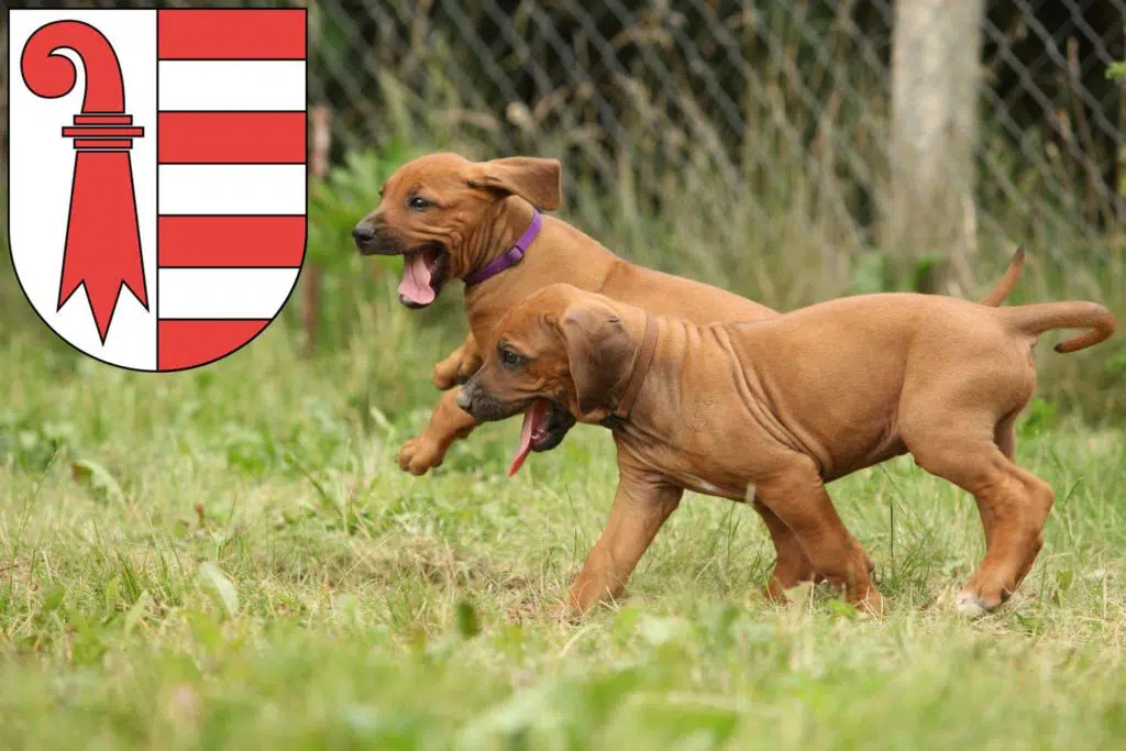 Rhodesian Ridgeback Züchter mit Welpen Jura, Schweiz