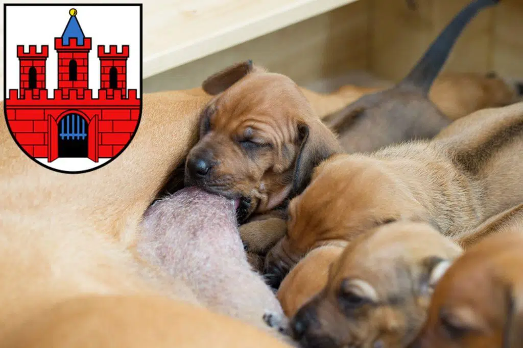 Rhodesian Ridgeback Züchter mit Welpen Köthen (Anhalt), Sachsen-Anhalt