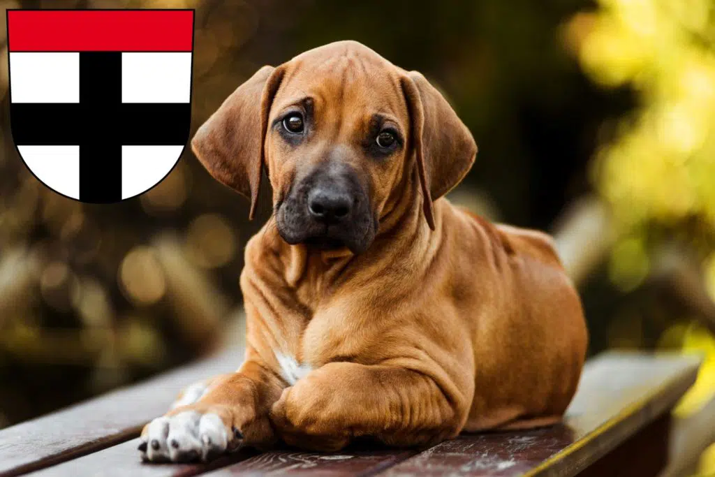 Rhodesian Ridgeback Züchter mit Welpen Konstanz, Baden-Württemberg