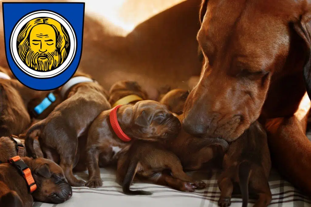 Rhodesian Ridgeback Züchter mit Welpen Künzelsau, Baden-Württemberg