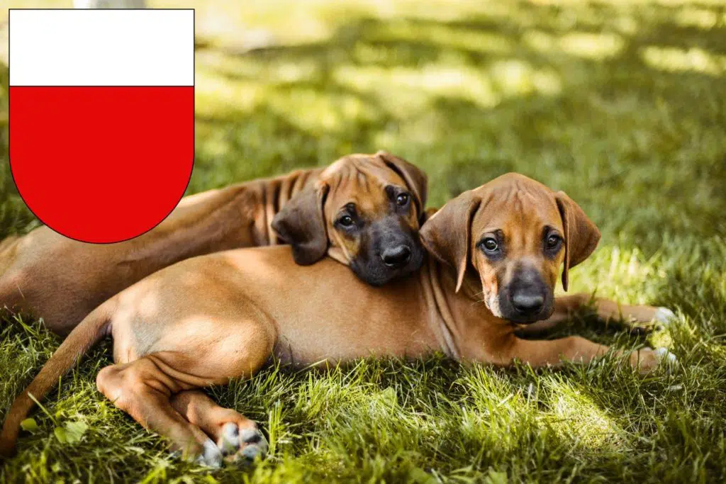 Rhodesian Ridgeback Züchter mit Welpen Lausanne, Schweiz