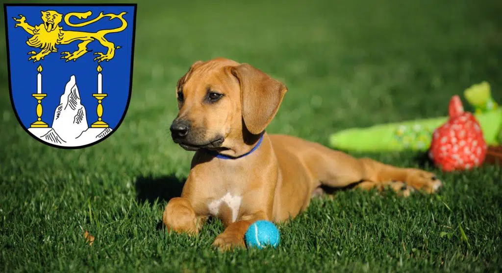 Rhodesian Ridgeback Züchter mit Welpen Lichtenfels (Oberfranken), Bayern