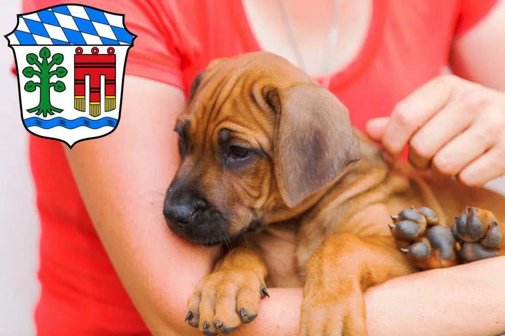 Rhodesian Ridgeback Züchter mit Welpen Lindau, Bayern