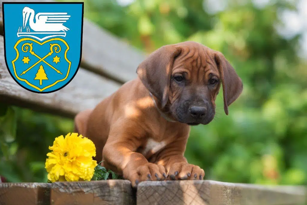 Rhodesian Ridgeback Züchter mit Welpen Luckenwalde, Brandenburg