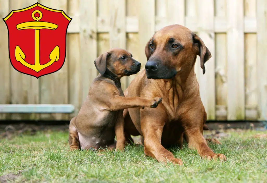 Rhodesian Ridgeback Züchter mit Welpen Ludwigshafen, Rheinland-Pfalz