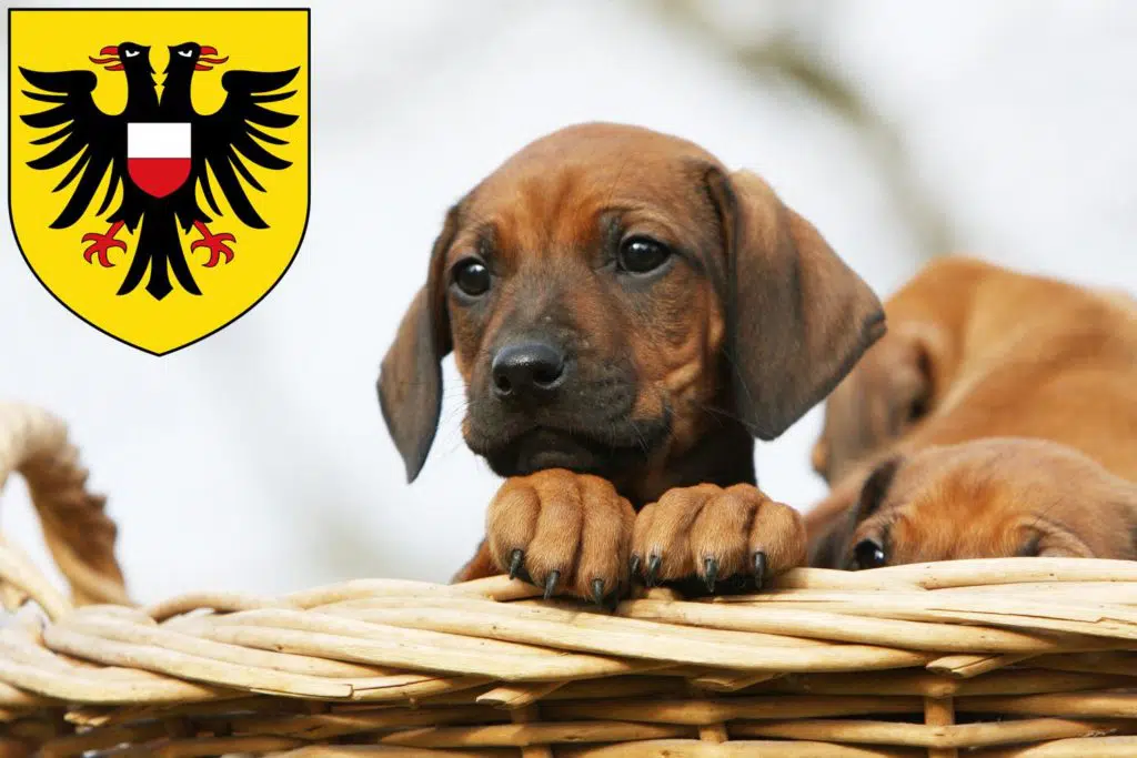 Rhodesian Ridgeback Züchter mit Welpen Lübeck, Schleswig-Holstein