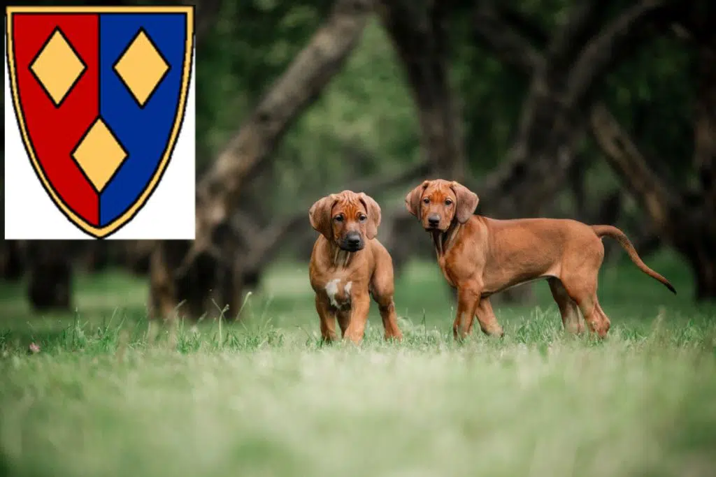 Rhodesian Ridgeback Züchter mit Welpen Lüchow (Wendland), Niedersachsen