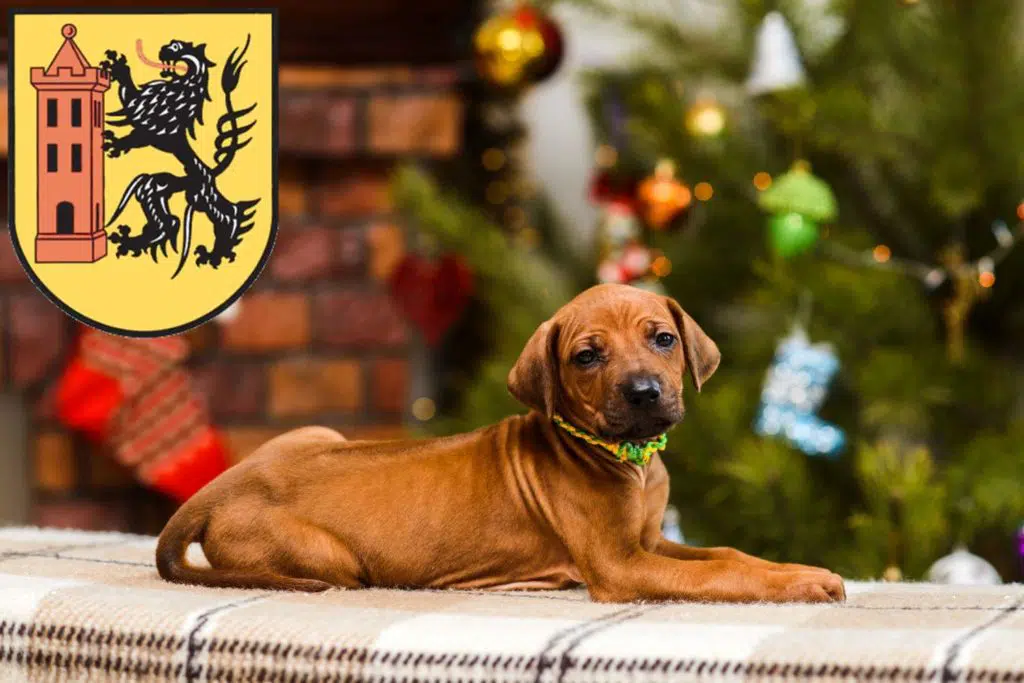 Rhodesian Ridgeback Züchter mit Welpen Meißen, Sachsen