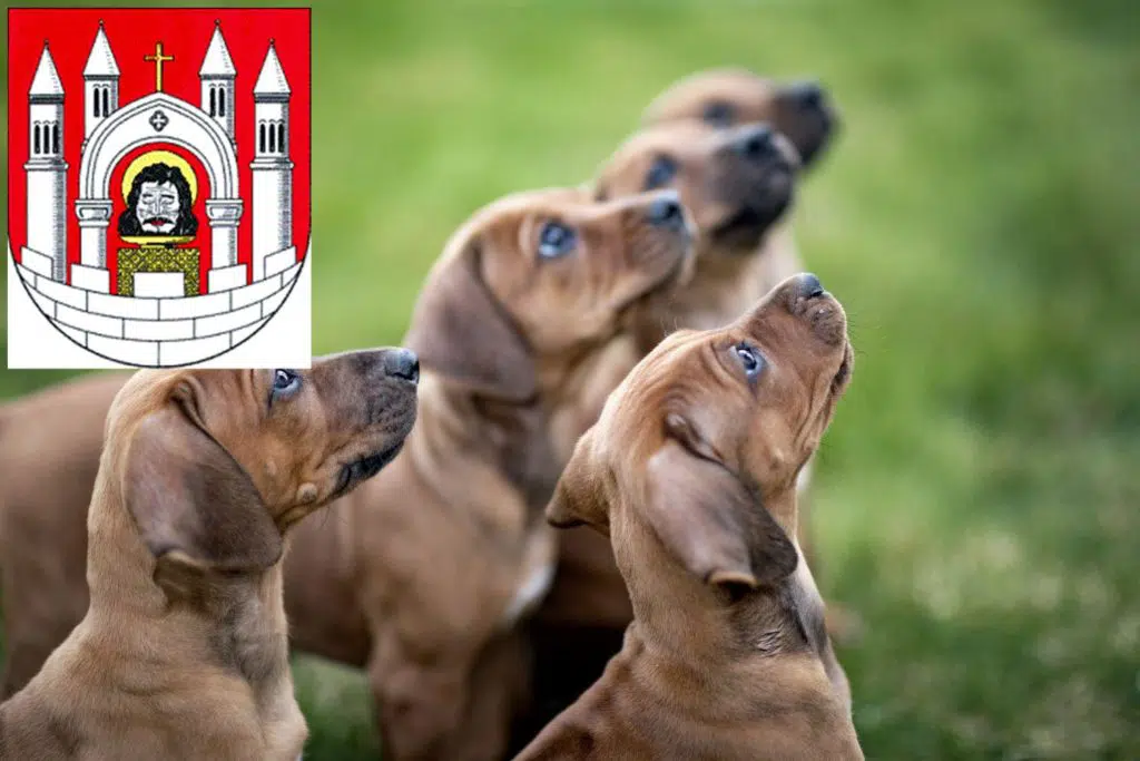 Rhodesian Ridgeback Züchter mit Welpen Merseburg, Sachsen-Anhalt