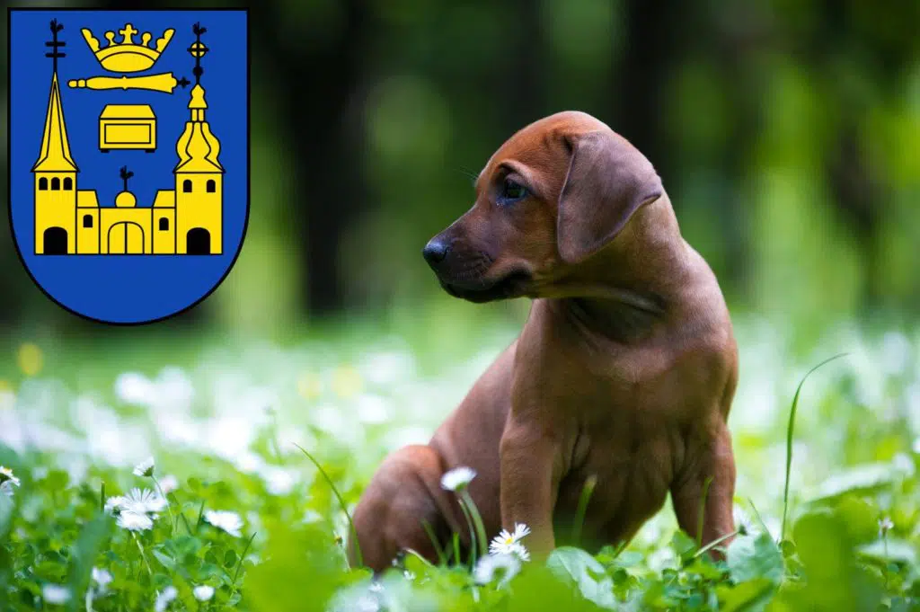 Rhodesian Ridgeback Züchter mit Welpen Mettmann, Nordrhein-Westfalen