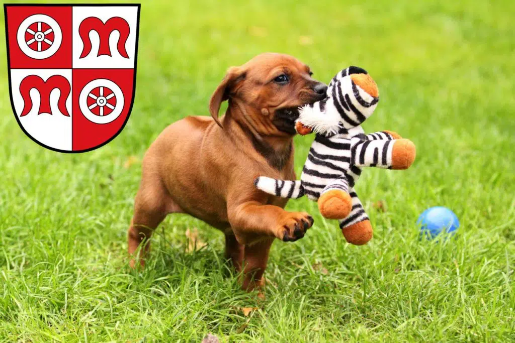 Rhodesian Ridgeback Züchter mit Welpen Miltenberg, Bayern