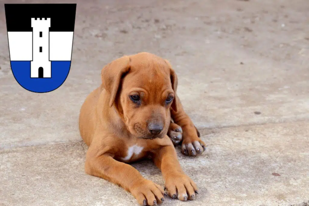 Rhodesian Ridgeback Züchter mit Welpen Neu-Ulm, Bayern