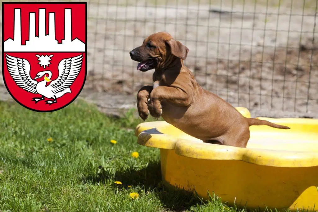 Rhodesian Ridgeback Züchter mit Welpen Neumünster, Schleswig-Holstein